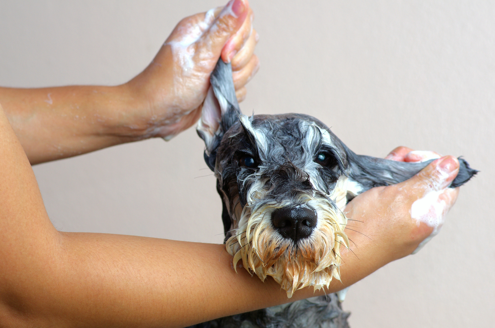 Schnauzer,Dog,Grooming